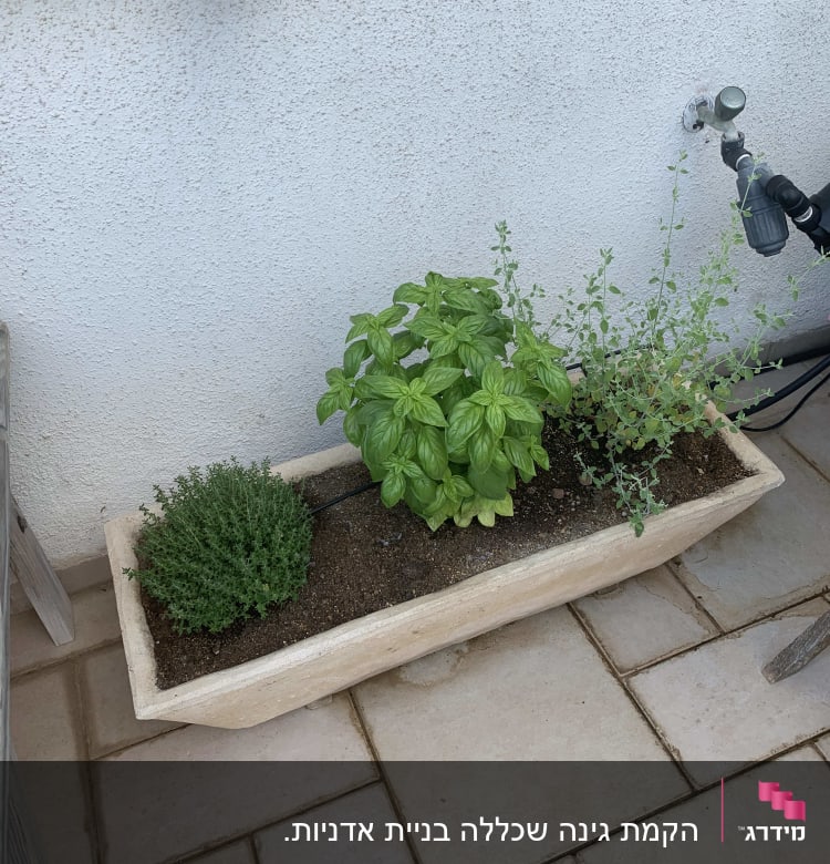 עציץ עם תבלינים: בזיליקום, טימין ואורגנו